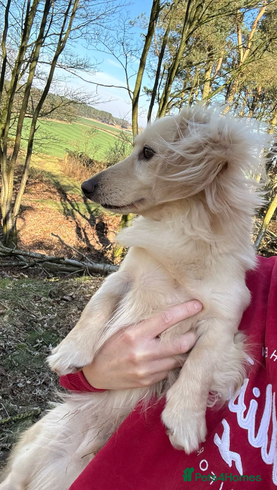 Miniature Dachshund dogs for sale: Long haired miniature dachshunds  - Advert 5