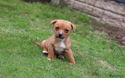 Jack Russell dogs for sale: Beautiful Jack Russell Puppies - Image 21
