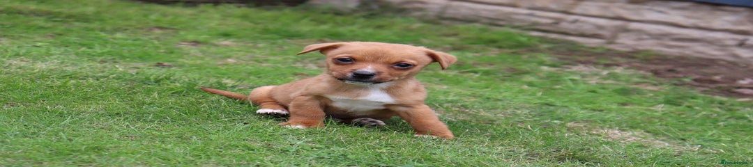 Jack Russell Puppy 1