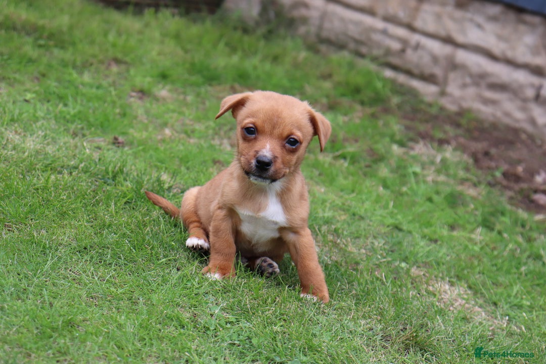 Jack Russell dogs for sale: Beautiful Jack Russell Puppies - Image 21