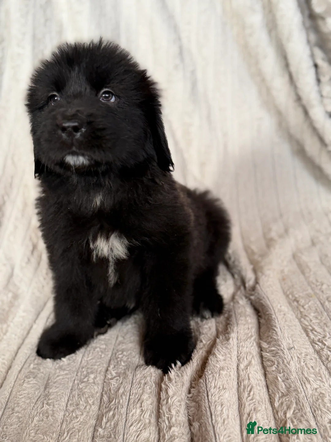 Tibetan Mastiff dogs for sale: Ready now: Outstanding Tibetan Mastiff Puppies - Advert 12