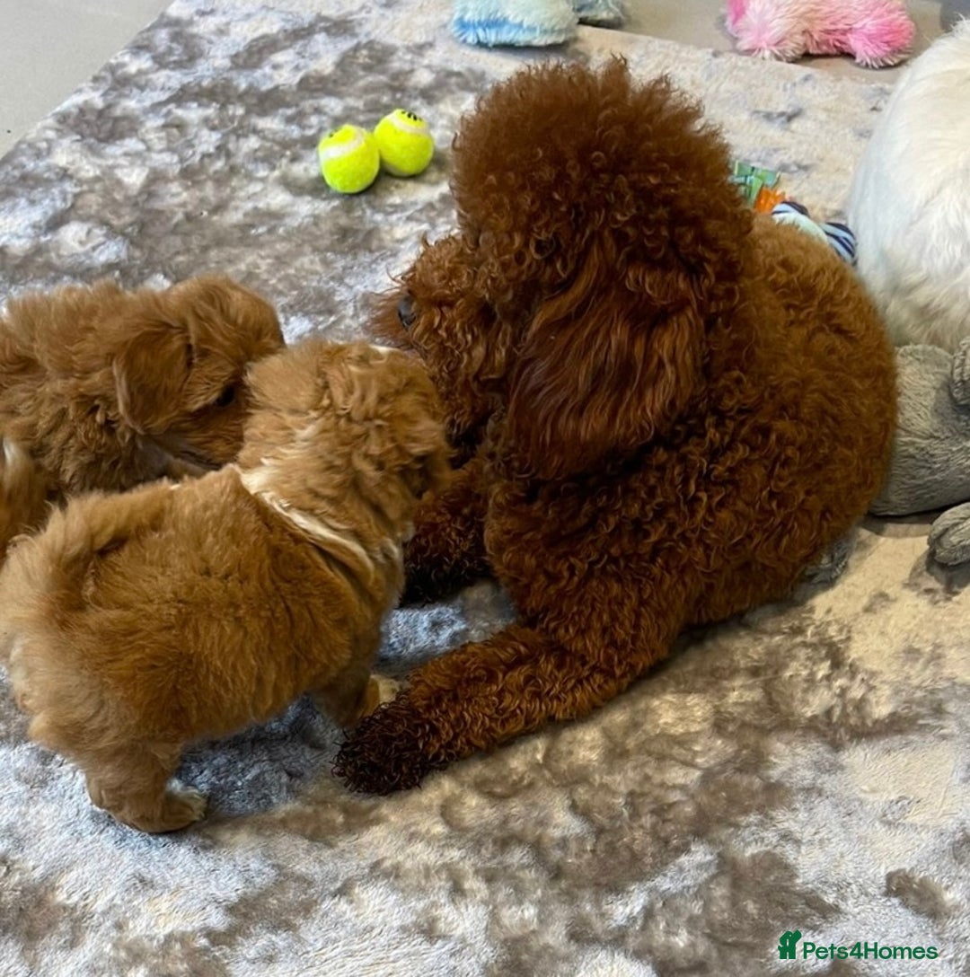 Cavapoo dogs for sale: Beautiful little girl.F1b fully DNA & health clear - Advert 11