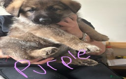 German Shepherd dogs for sale: 6 Beautiful, Healthy German Shepherd puppies in Mansfield - Image 4