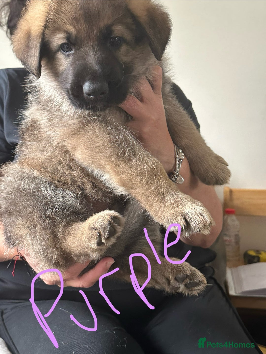German Shepherd dogs for sale: 6 Beautiful, Healthy German Shepherd puppies in Mansfield - Image 4