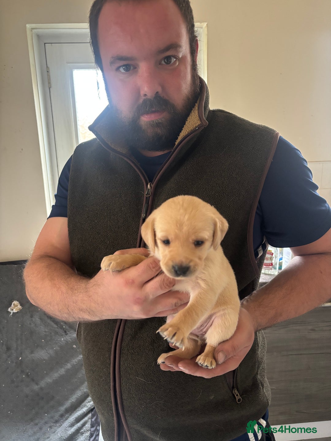 Labrador Retriever dogs for sale: Fox red Labrador - Advert 18