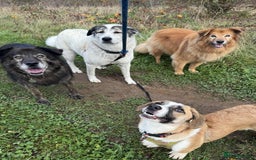 Mixed Breed dogs for adoption: SWEET LITTLE NOVA  - Image 5