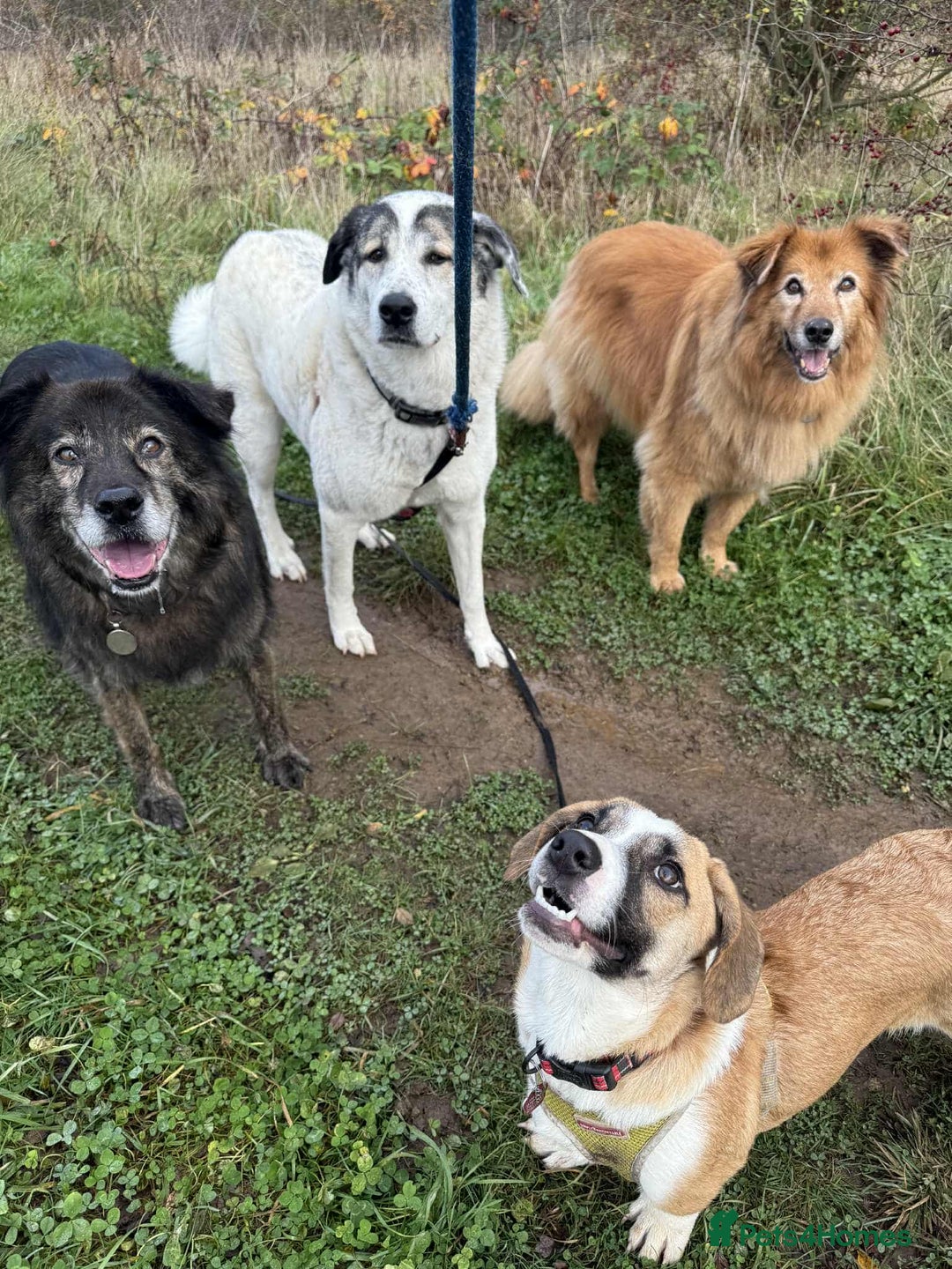 Mixed Breed dogs for adoption: SWEET LITTLE NOVA  - Image 5