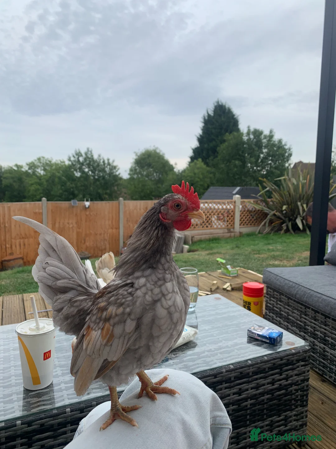 Chickens poultry for sale: Serama eggs in Alfreton - Advert 1