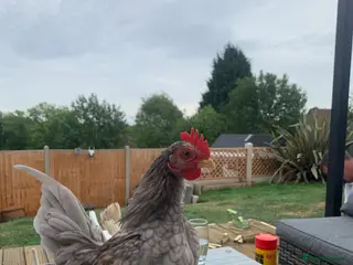 Chickens poultry Serama eggs - Advert 9