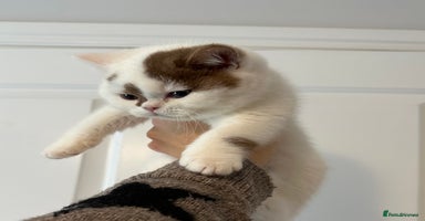 British Shorthair cats Cinnamon and white British Shorthair TICA - Advert 4