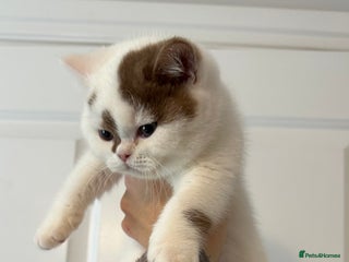 British Shorthair cats - Advert 18