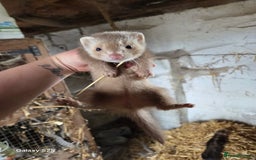 Ferret rodents for sale: 9 Ferrets for sale - Image 31