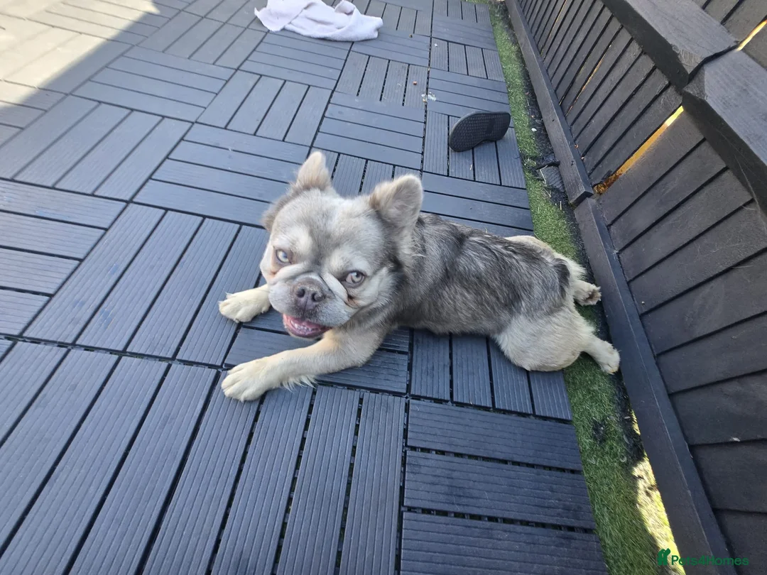 French Bulldog dogs for sale: Fluffy Frenchie For Sale - Advert 2