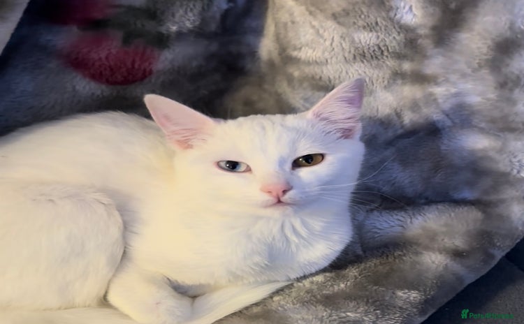 Turkish Van cats - Advert 1