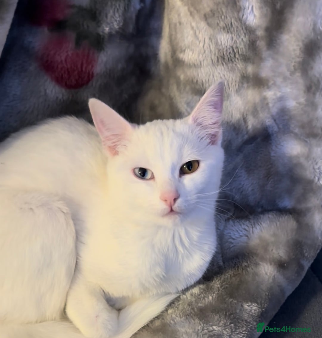 Turkish Van cats for sale: Diamond odd eye beauty girl - Image 1