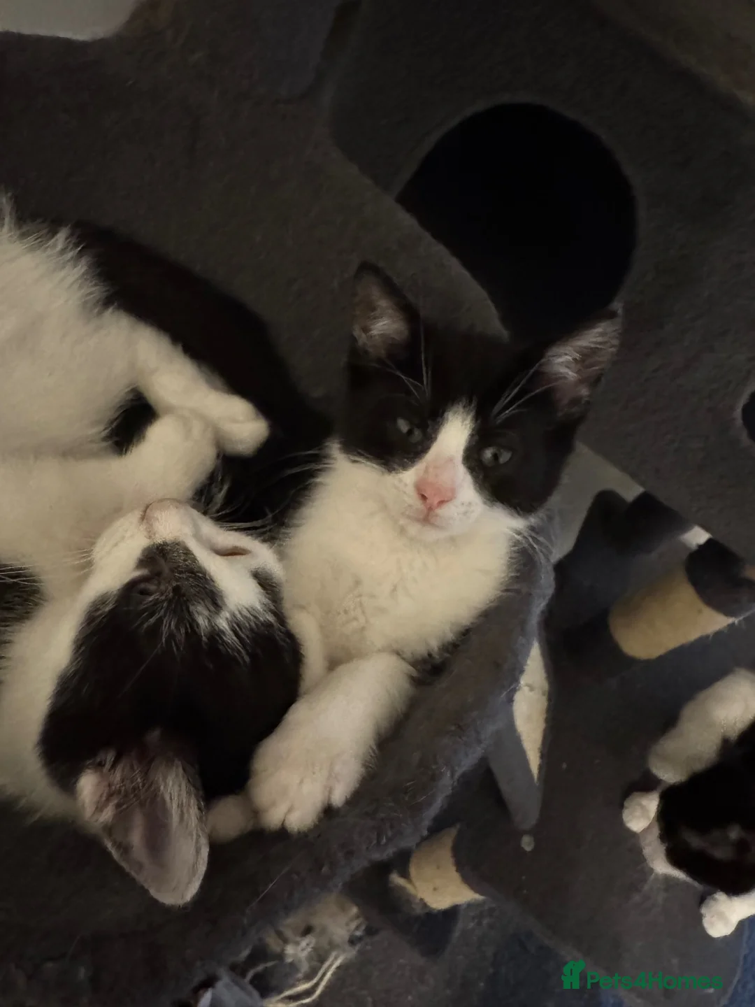 Mixed Breed cats for sale: Male and Female Kittens - Advert 28