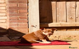 American Bully dogs for sale: American Bully Pocket extreme  - Image 4