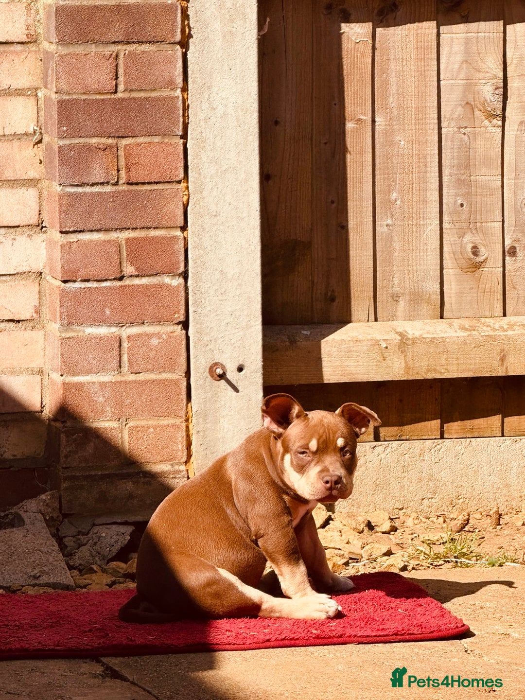 American Bully dogs for sale: American Bully Pocket extreme  - Image 4