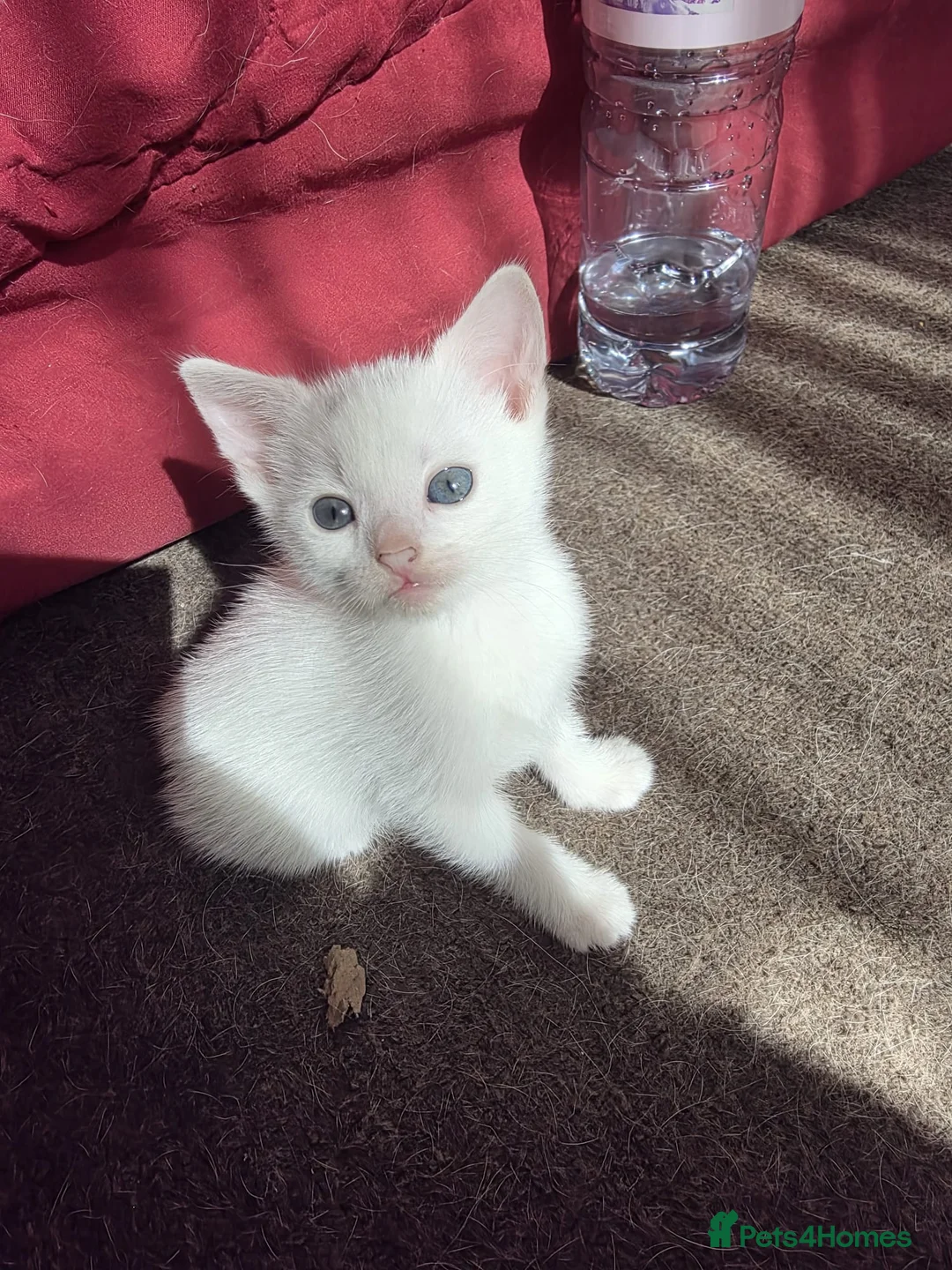 Turkish Angora cats for sale: Whithe Turkish Angora - Advert 2