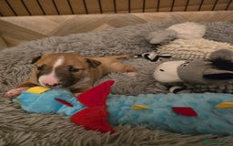 Miniature Bull terrier dogs for sale: Miniature Bull Terrier  - Image 12