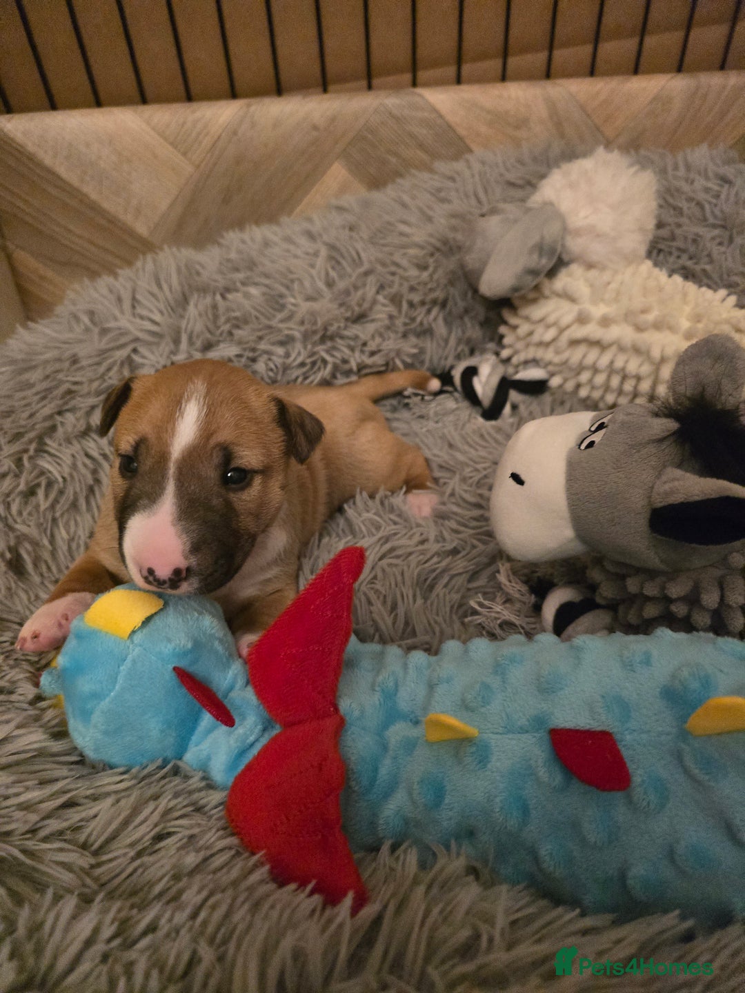 Miniature Bull terrier dogs for sale: Miniature Bull Terrier  - Image 12