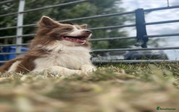 Border Collie dogs for sale: Upcoming Litter Announcement. Join the Waitlist 🐾 - Image 6