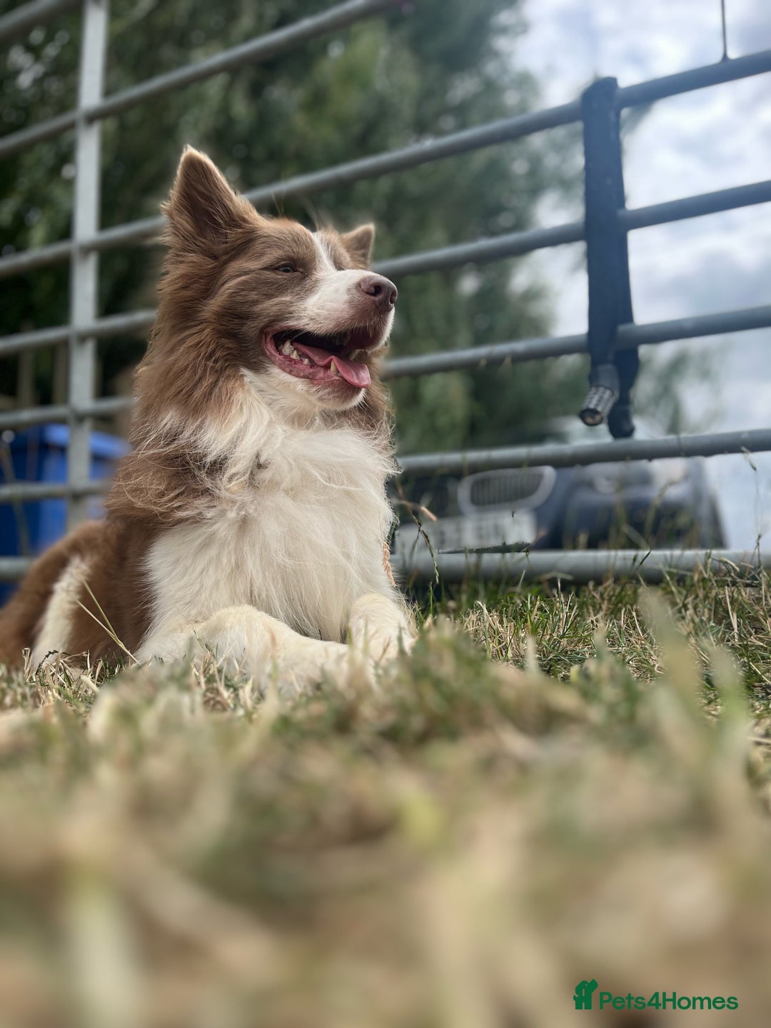 Border Collie dogs for sale: Upcoming Litter Announcement. Join the Waitlist 🐾 - Image 6