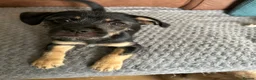 Mixed Breed dogs for sale: 3 males left, fully vaccinated pups - Advert 4