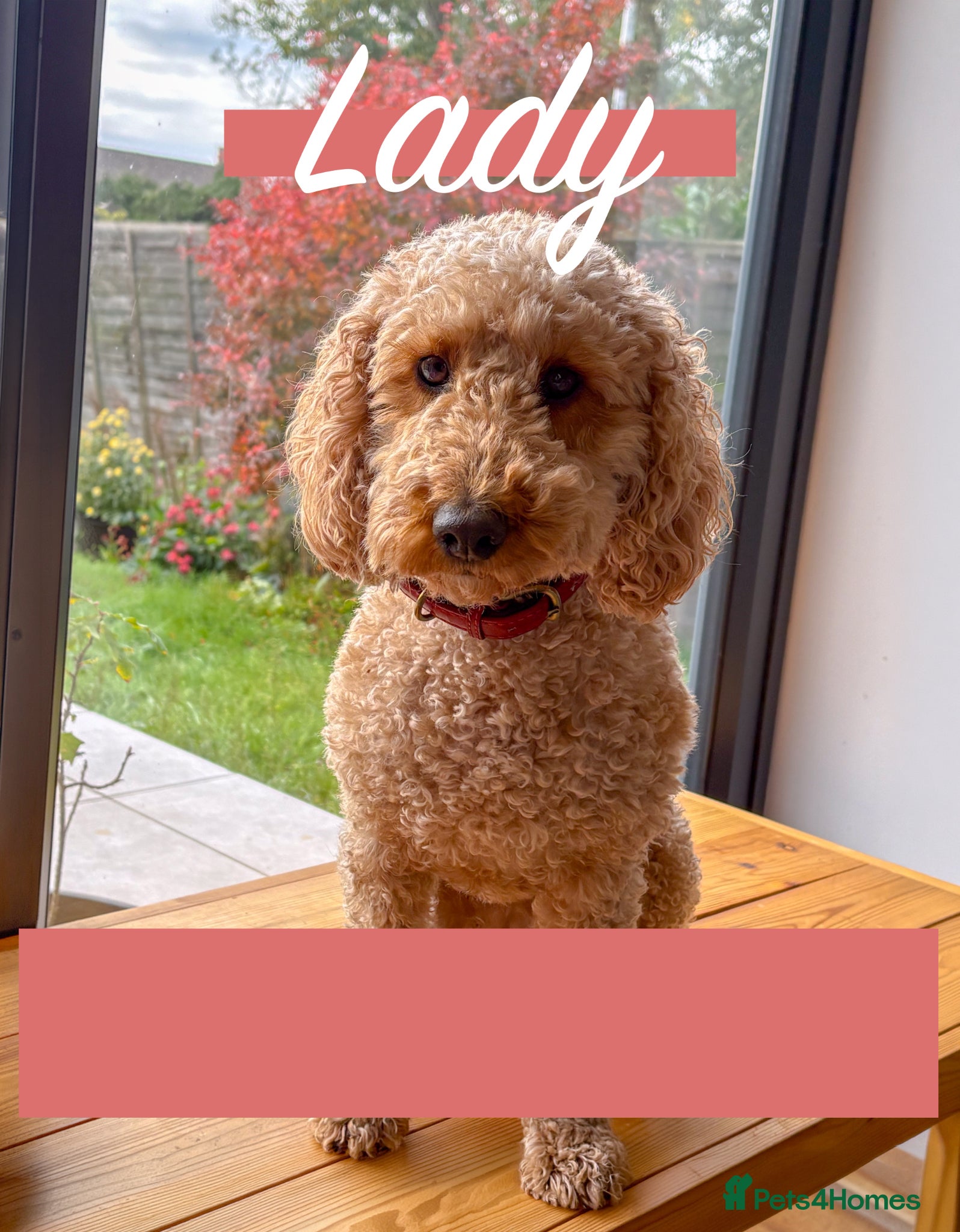 Labradoodle dogs for sale: Beautiful Australian Labradoodle Pups - Advert 18