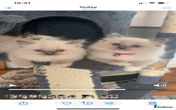 Ragdoll cats for sale: Beautiful champion lines purebred Ragdoll kittens - Image 17