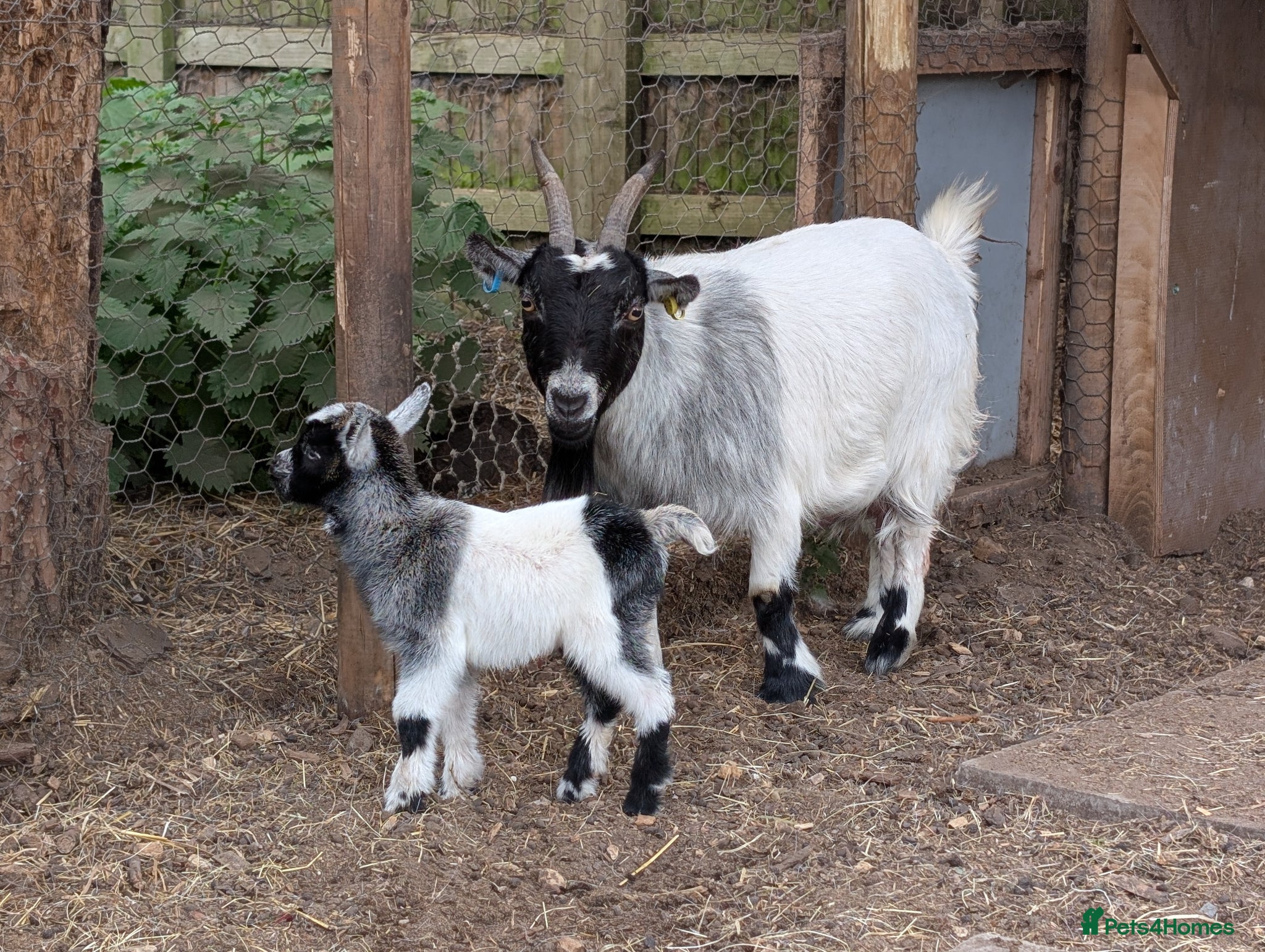 Goats livestock Pygmy Goats for sale  - Advert 5