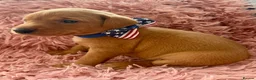 Labrador Retriever dogs for sale: KC Reg Labradors from Fully Health tested parents - Advert 14
