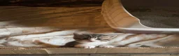 British Shorthair cats for sale: Golden Tabby British shorthair - Advert 14