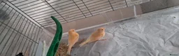 Canaries birds for sale: 3 young canaries hatched on 24.02.26 - Advert 15