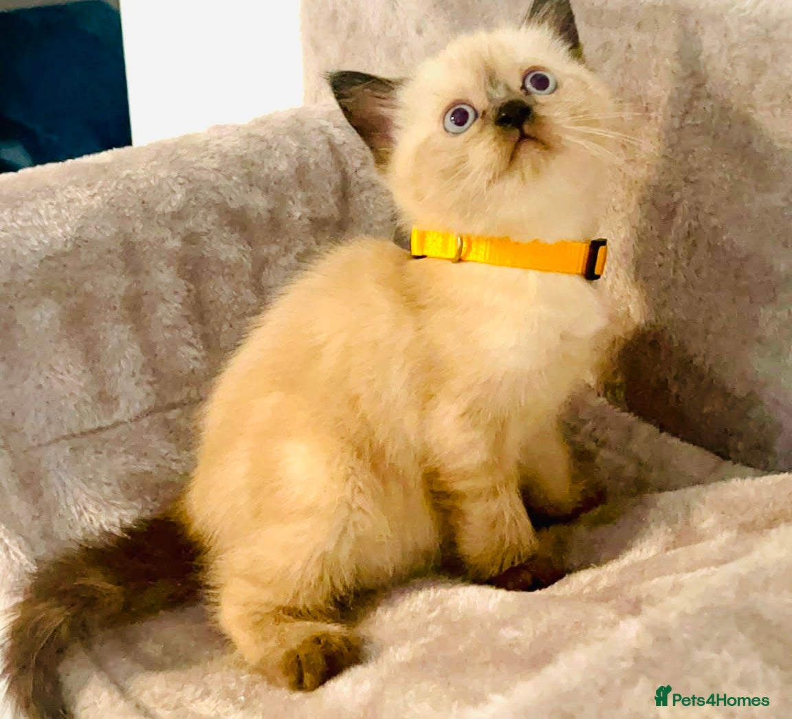 Himalayan cats Gorgeous Himalayan Persian kittens  - Advert 11