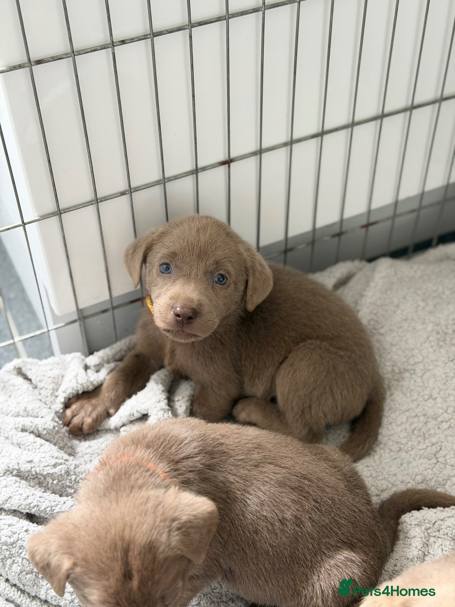 Labrador Retriever dogs 3 BOYS left Stunning Silver Labrador Pups  - Advert 3