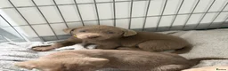 Labrador Retriever dogs for sale: 3 BOYS left Stunning Silver Labrador Pups  - Advert 1