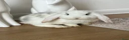 Mini Lop rabbits for sale: 🐰 Mini Lops Ready to Leave 🐰 - Advert 7