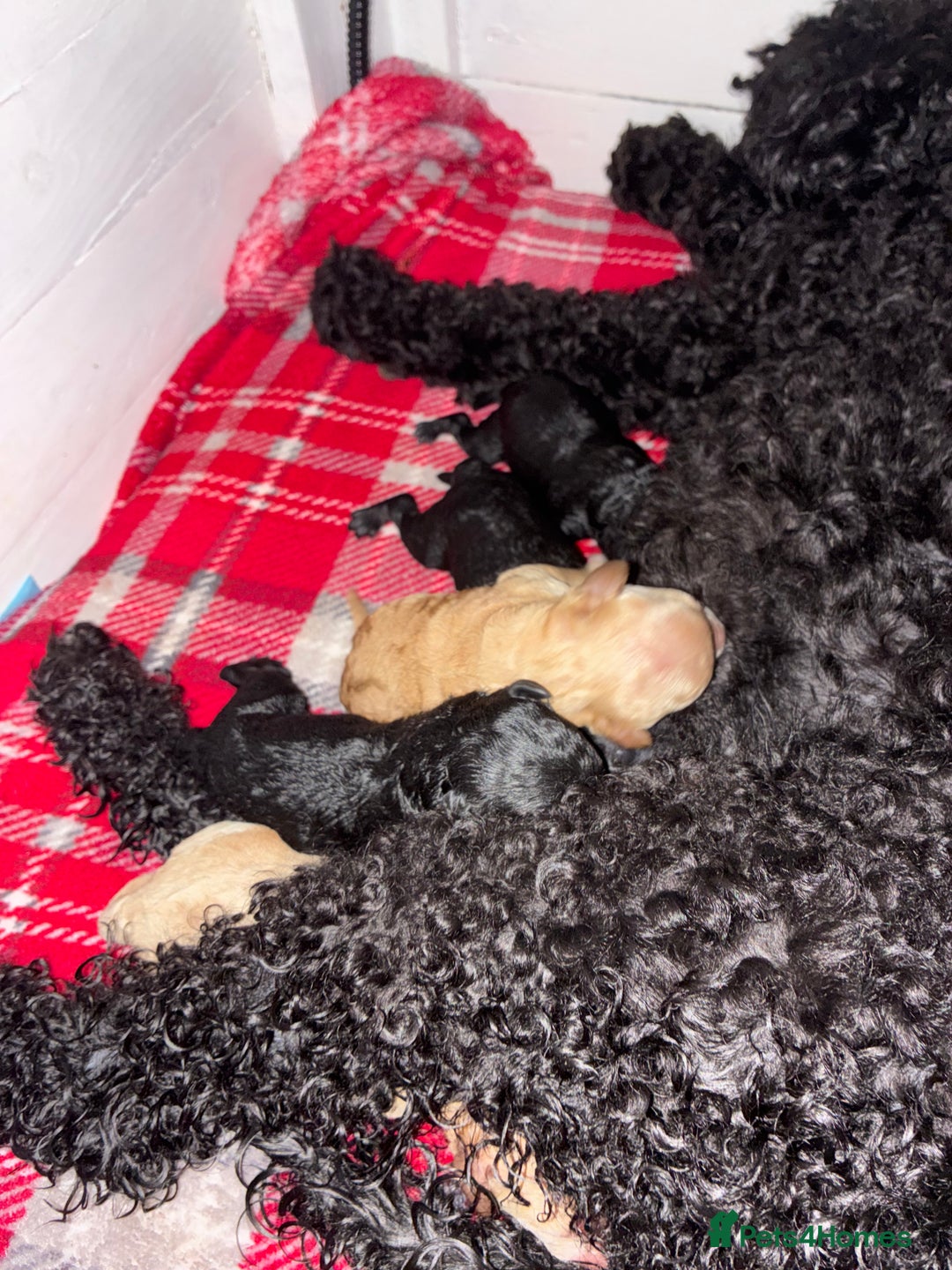 Miniature Poodle dogs for sale: beautiful miniature poodles  - Advert 15