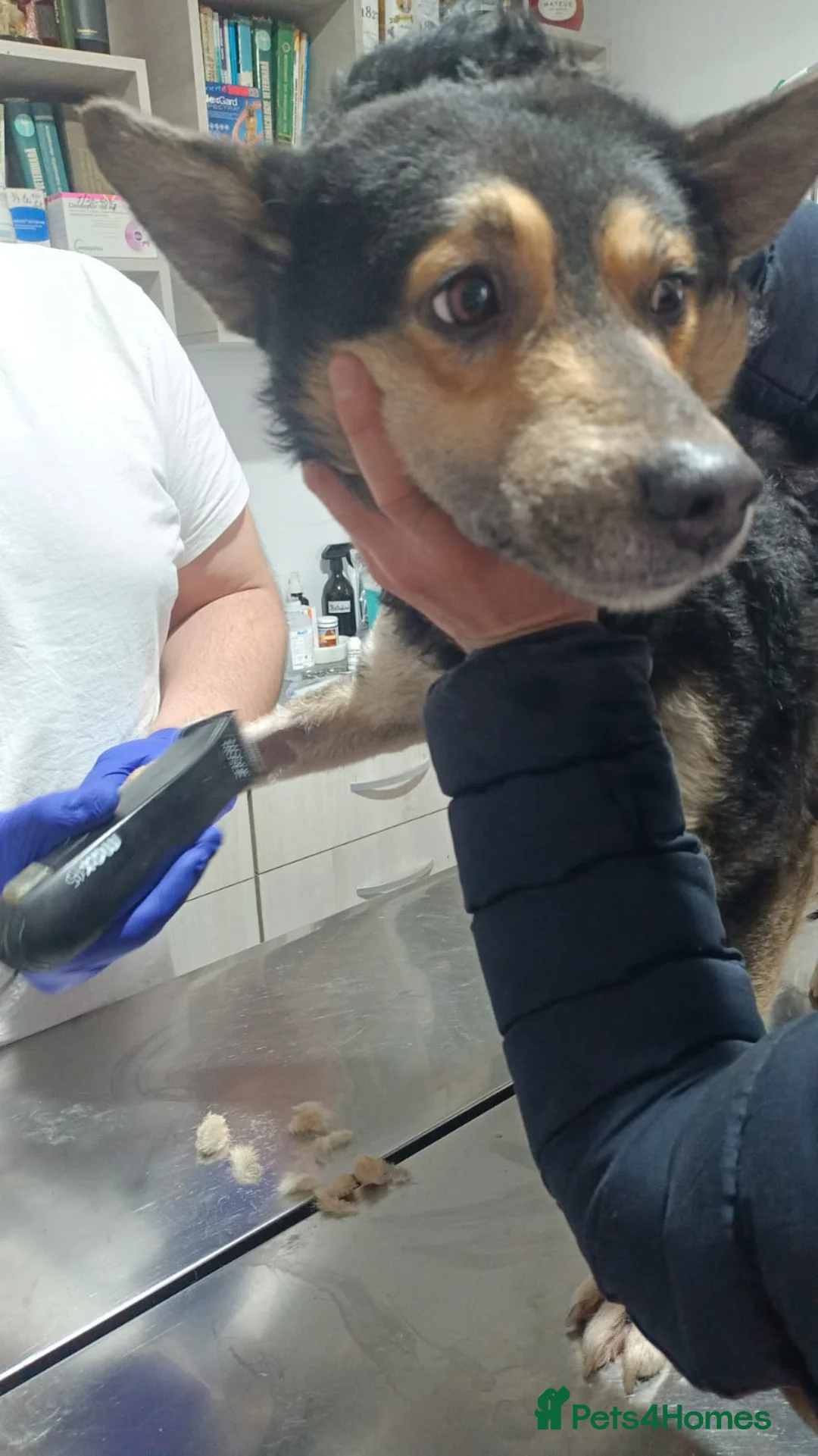 Mixed Breed dogs for adoption: 🐾 RUDY – Waiting for the Life He Deserves 🐾 in Nottingham - Advert 6