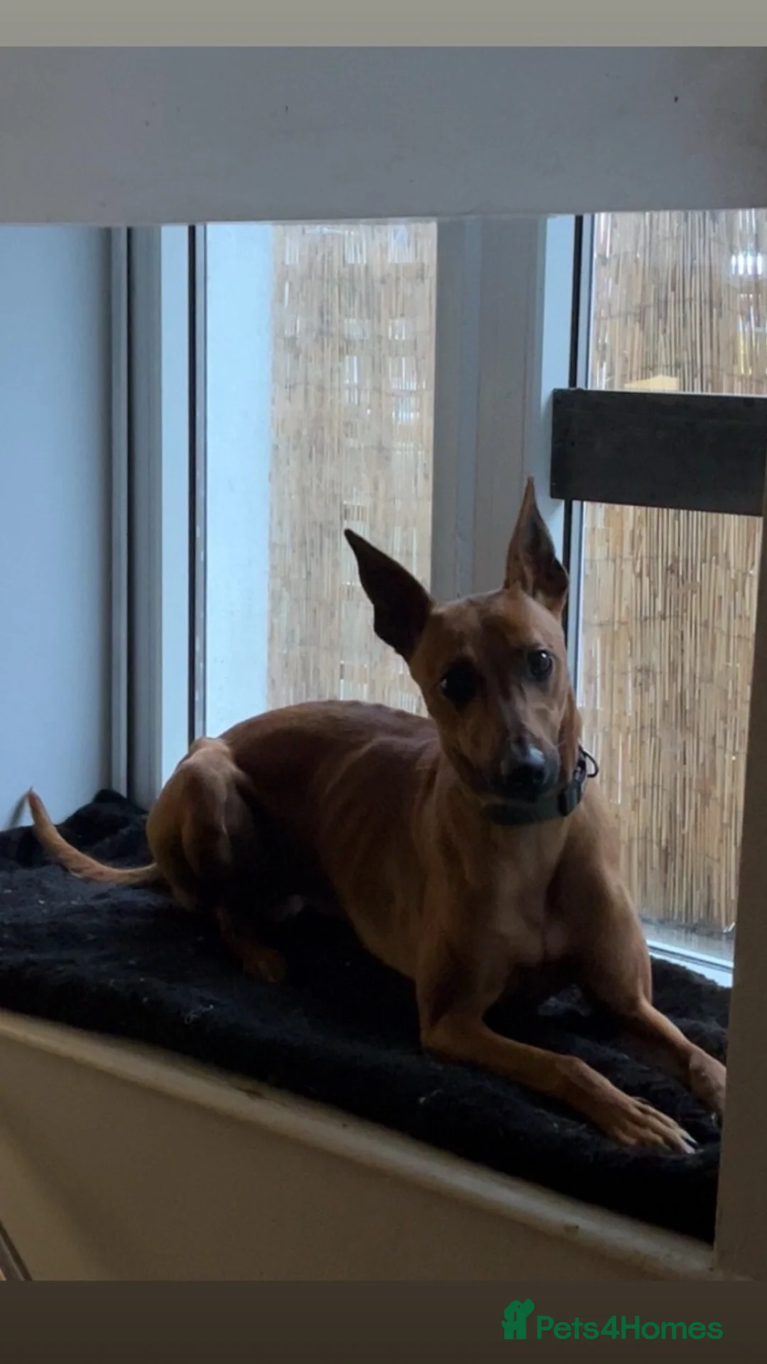 Mixed Breed dogs for sale: Mali x lurcher  in Saint Austell - Advert 1