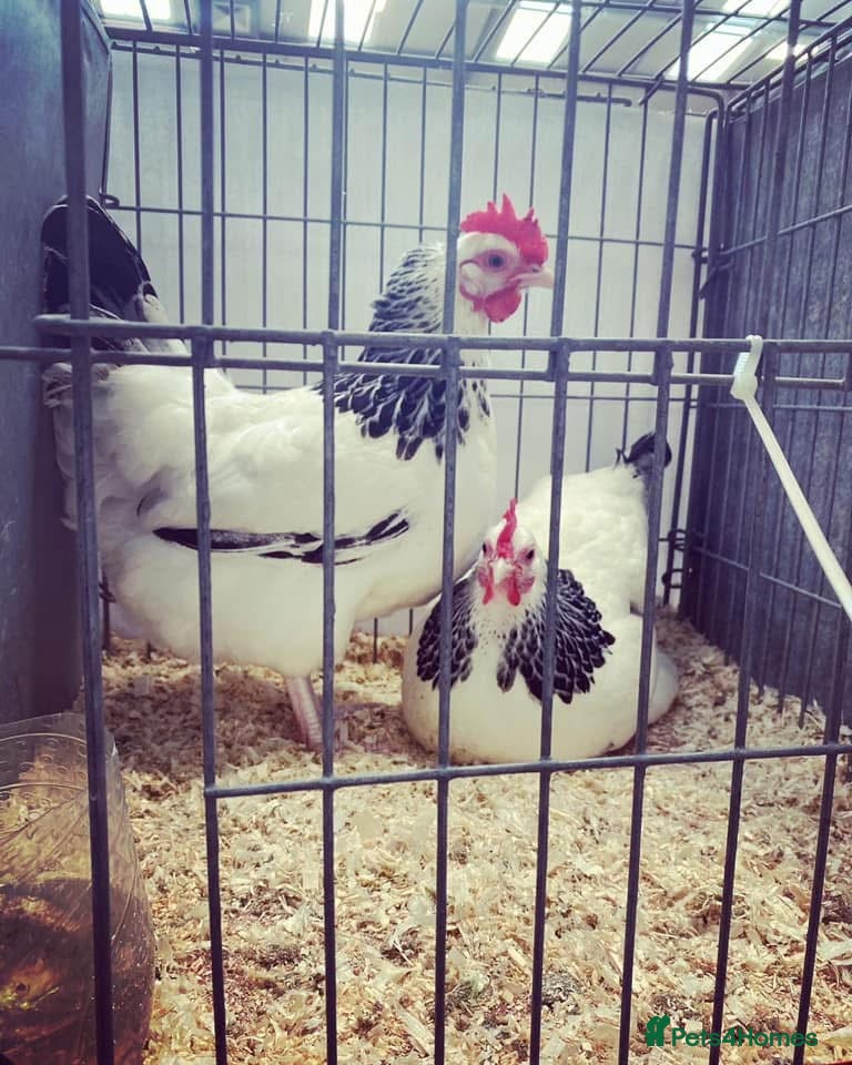 Chickens poultry Light Sussex bantams  - Advert 1