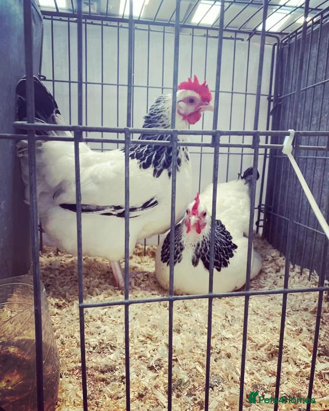 Chickens poultry for sale: Light Sussex bantams  - Advert 1