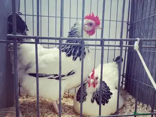 Chickens poultry Light Sussex bantams - Advert 1