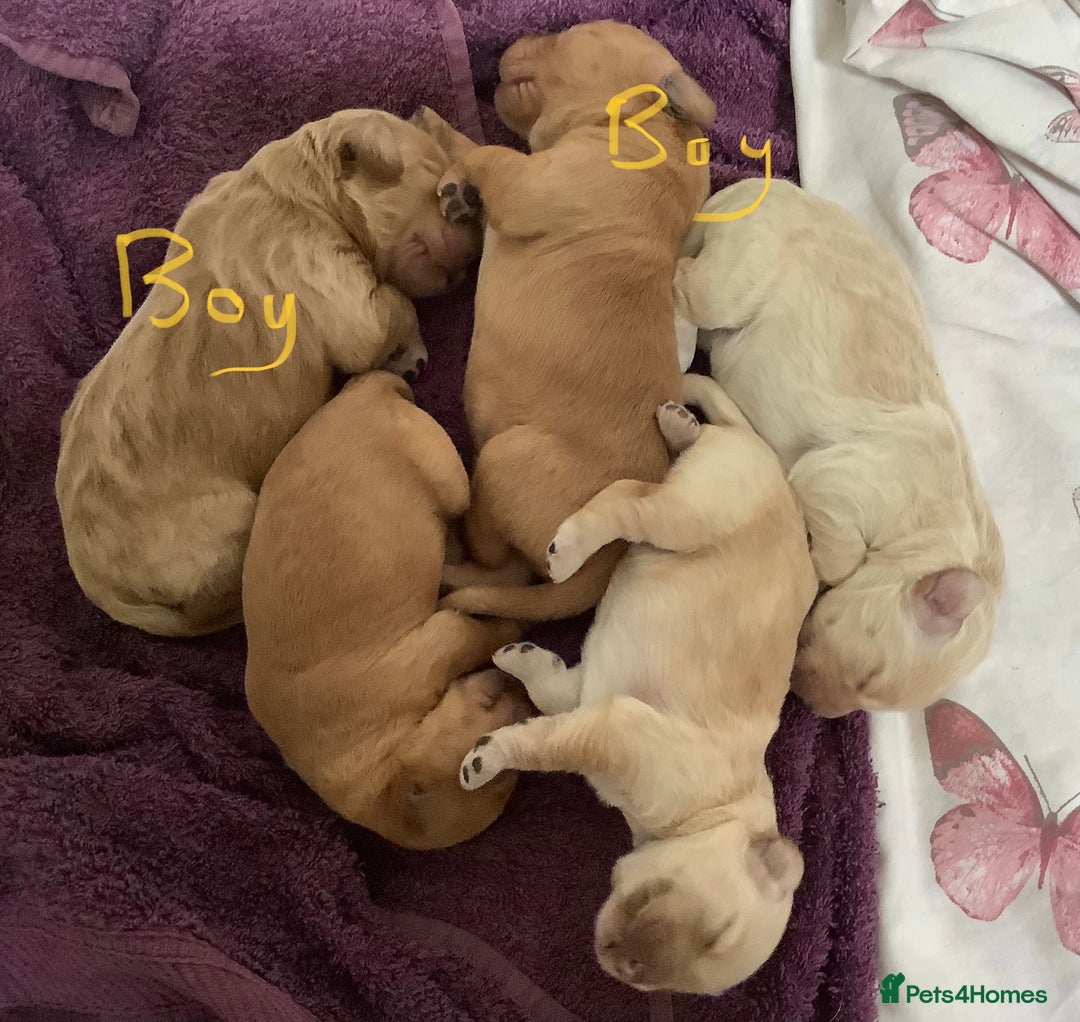 Cockapoo dogs for sale: COCKAPOO PUPS ( miniature x cockapoo ) ReadyDec 4 - Image 4