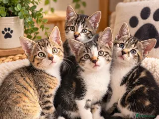 Mixed Breed cats Beautiful kittens ready now - Advert 5