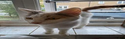 Domestic Shorthair cats for sale: Gorgeous kittens for sale - Advert 6