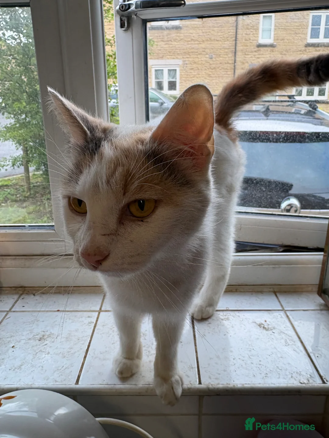 Domestic Shorthair cats for sale: Gorgeous kittens for sale - Advert 6
