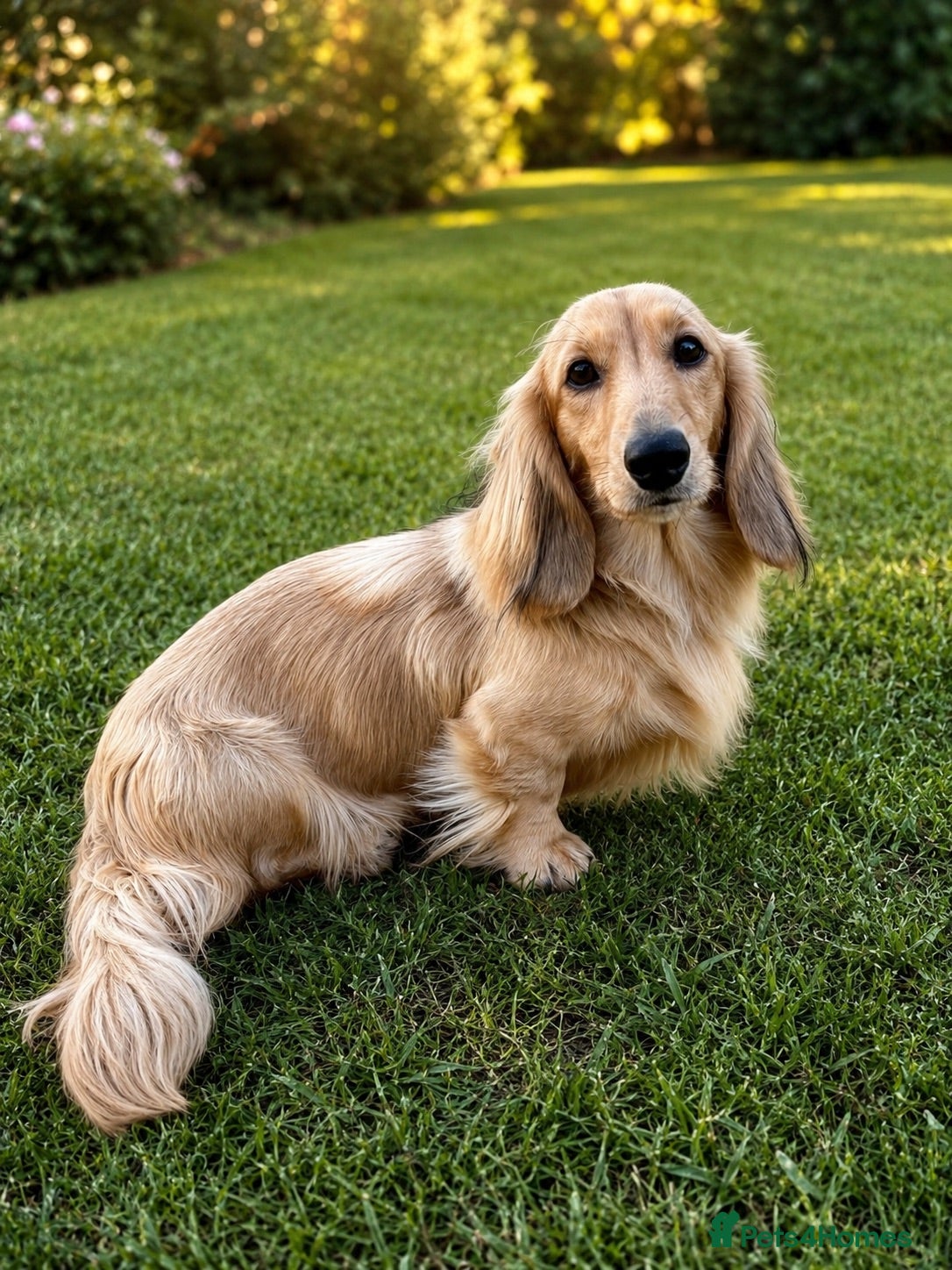 Miniature Dachshund dogs Shaded Cream stud, Free ovulation testing  - Advert 20