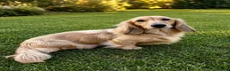Miniature Dachshund dogs for stud: Shaded Cream stud, Free ovulation testing  - Advert 1